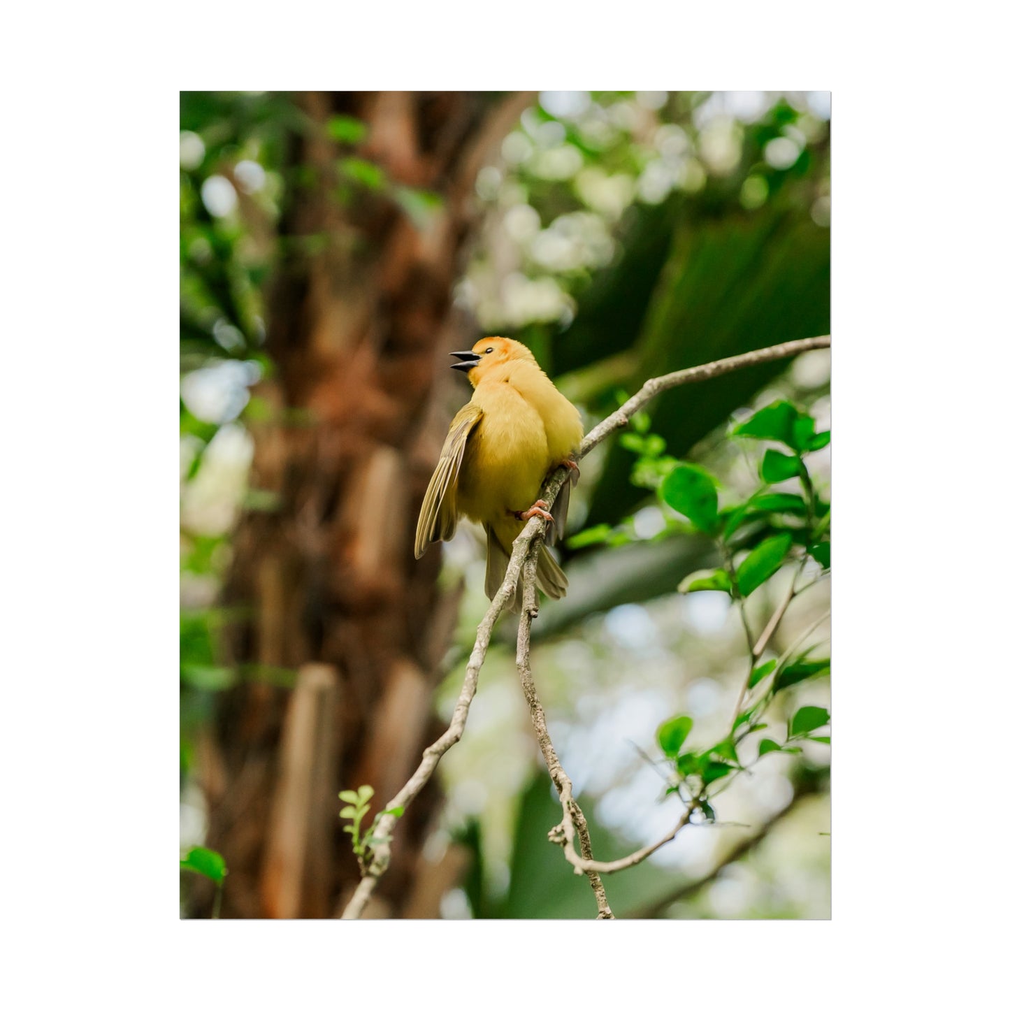 Pretty Serene Yellow - Unframed Print