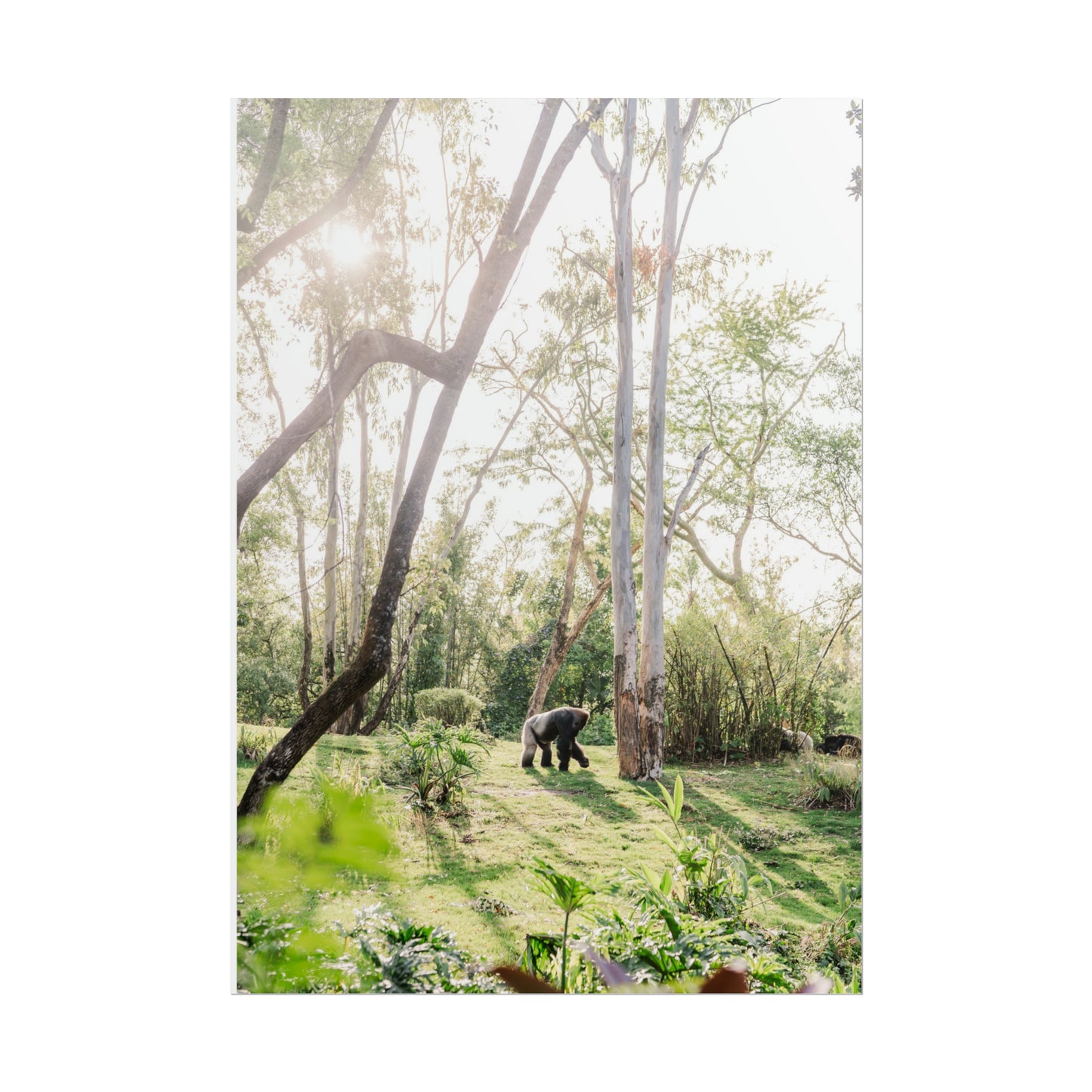 Magical Gorilla - Unframed Print