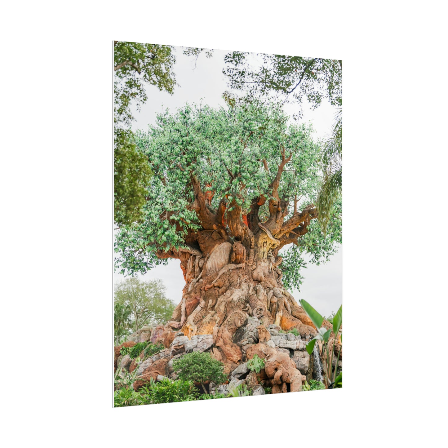 Tree of Life - Unframed Print