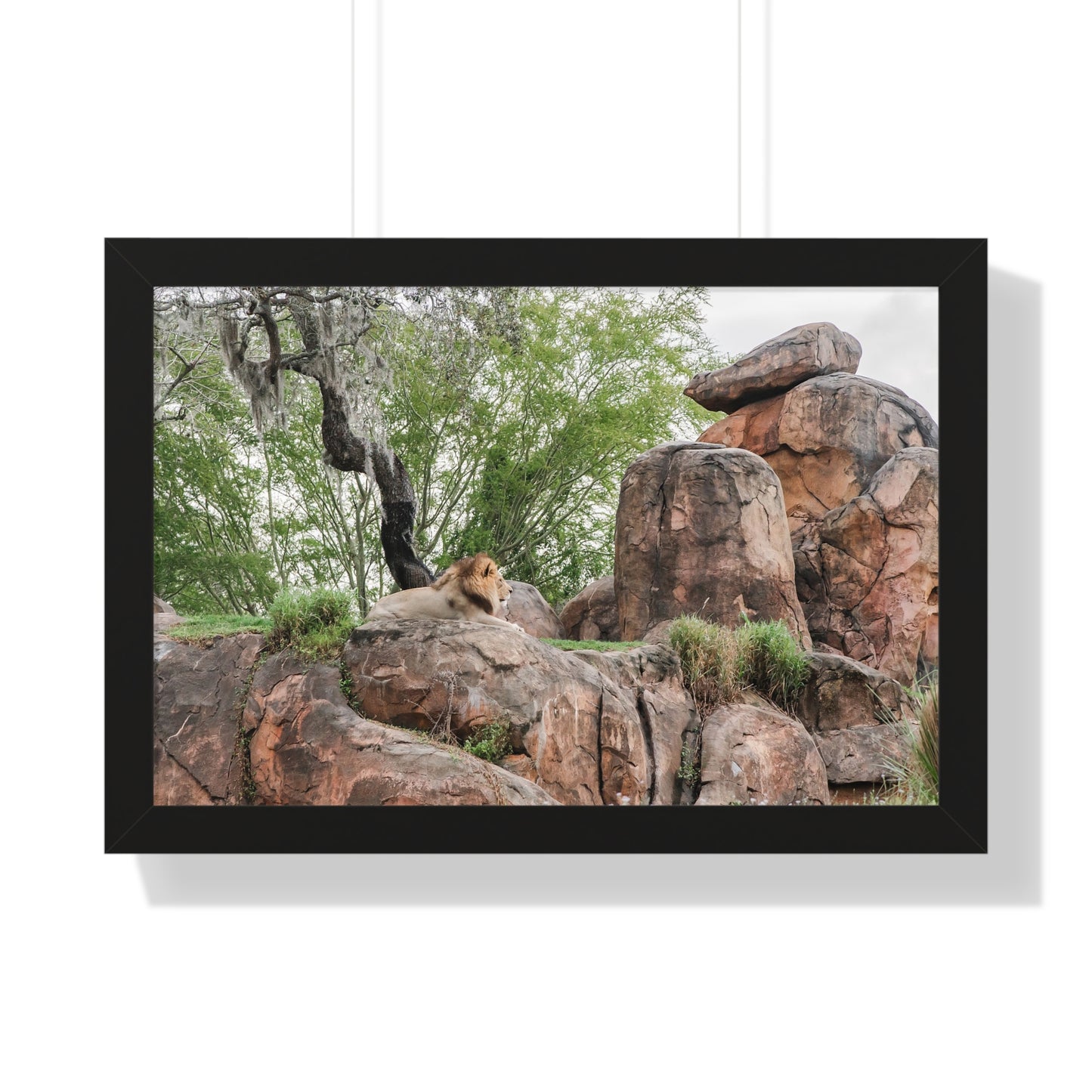 King of the Jungle - Framed Print