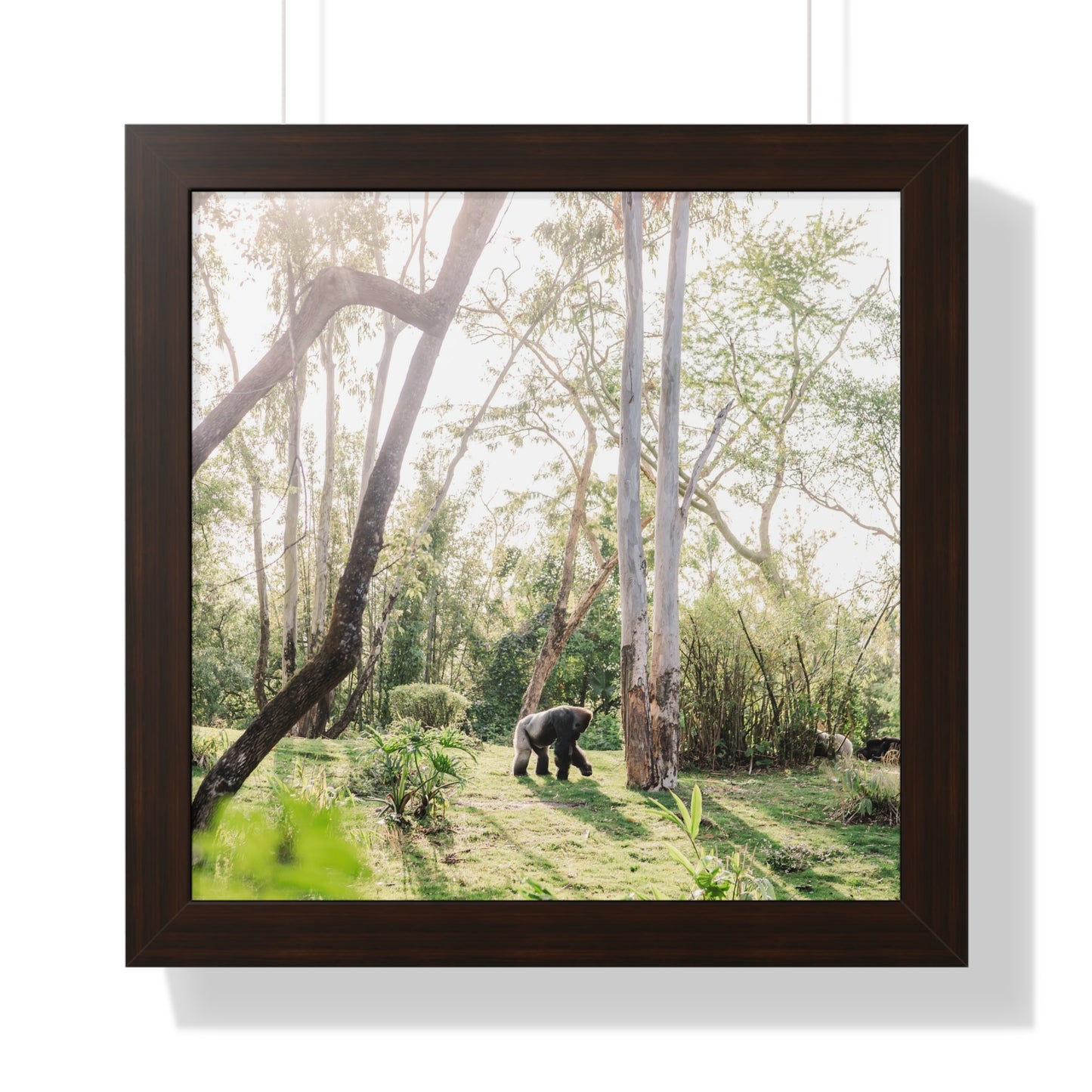 Gorilla at Sunrise - Framed Print