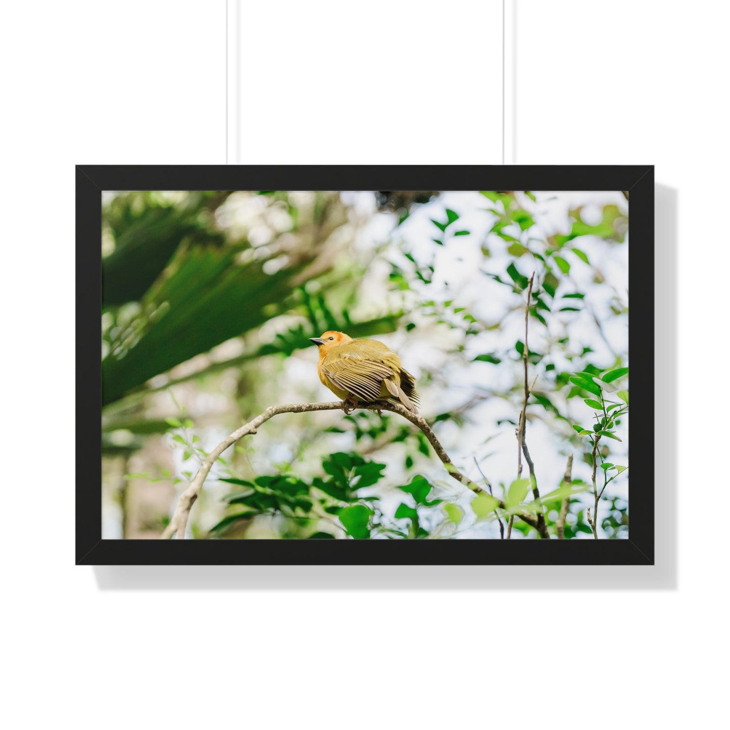 Magical Taveta Weaver - Framed Print