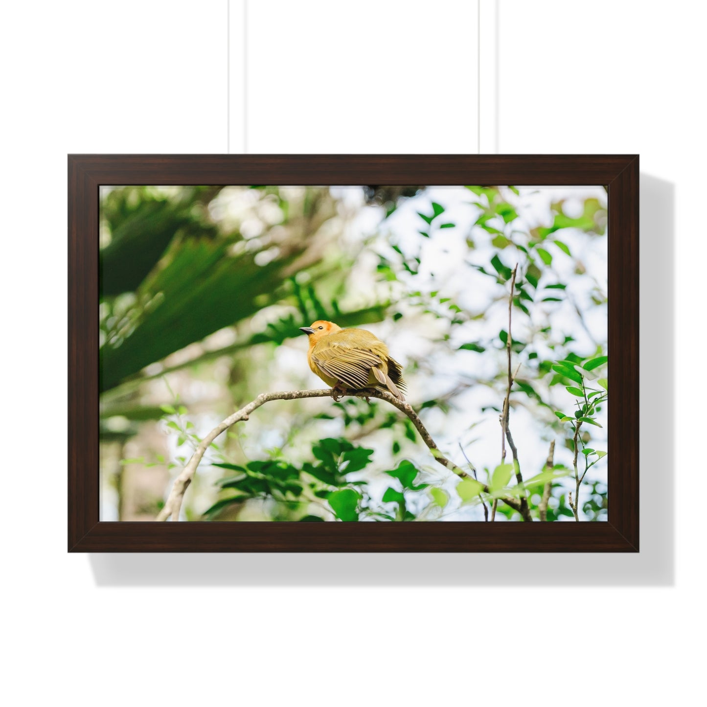 Magical Taveta Weaver - Framed Print