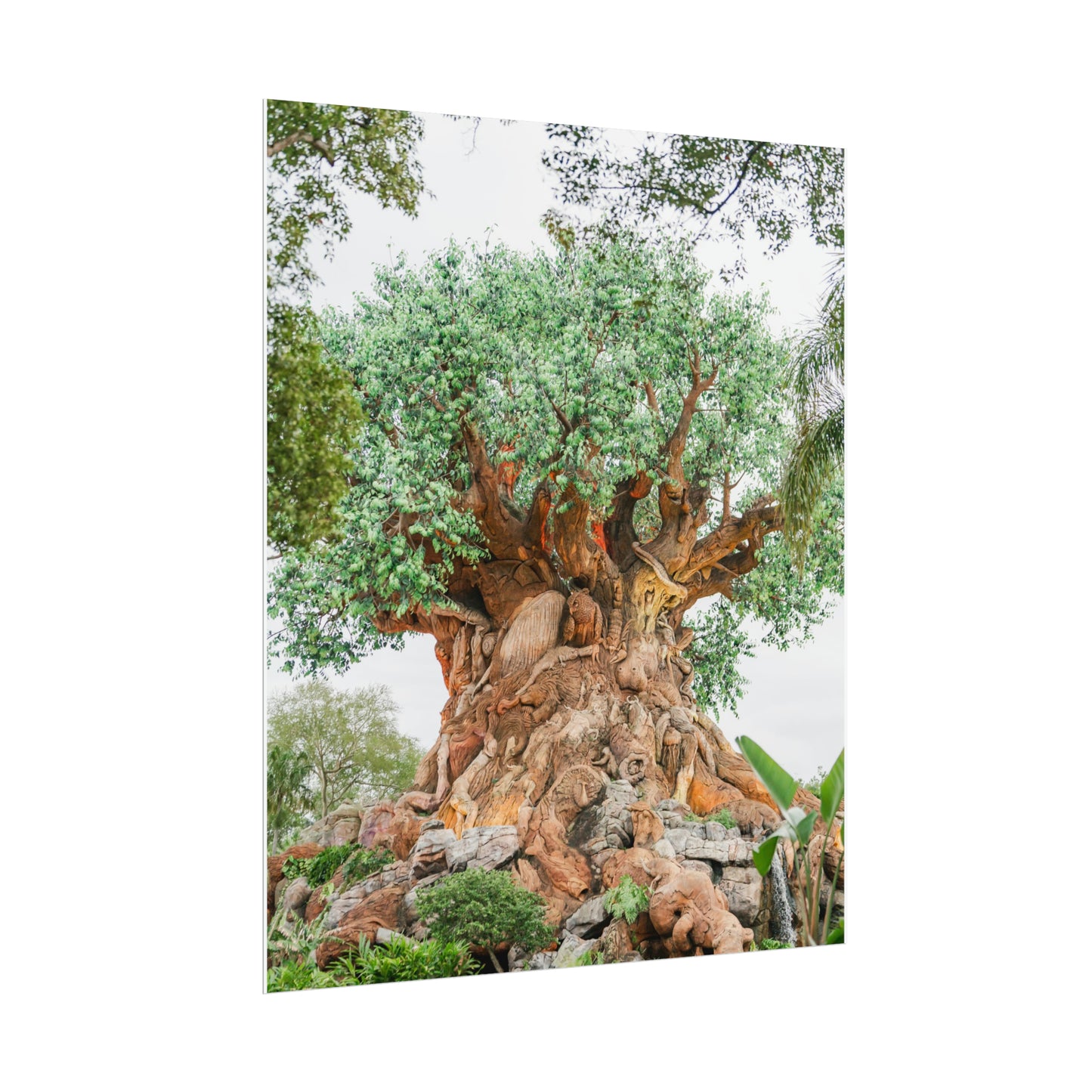 Tree of Life - Unframed Print