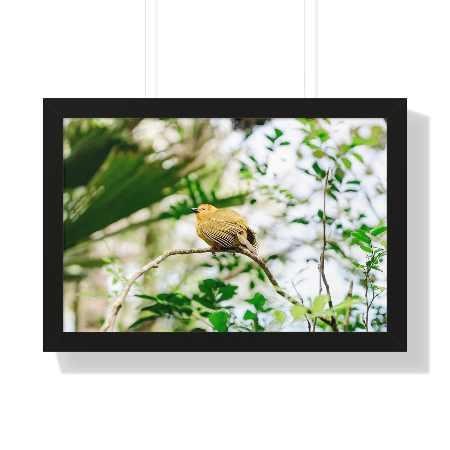 Magical Taveta Weaver - Framed Print