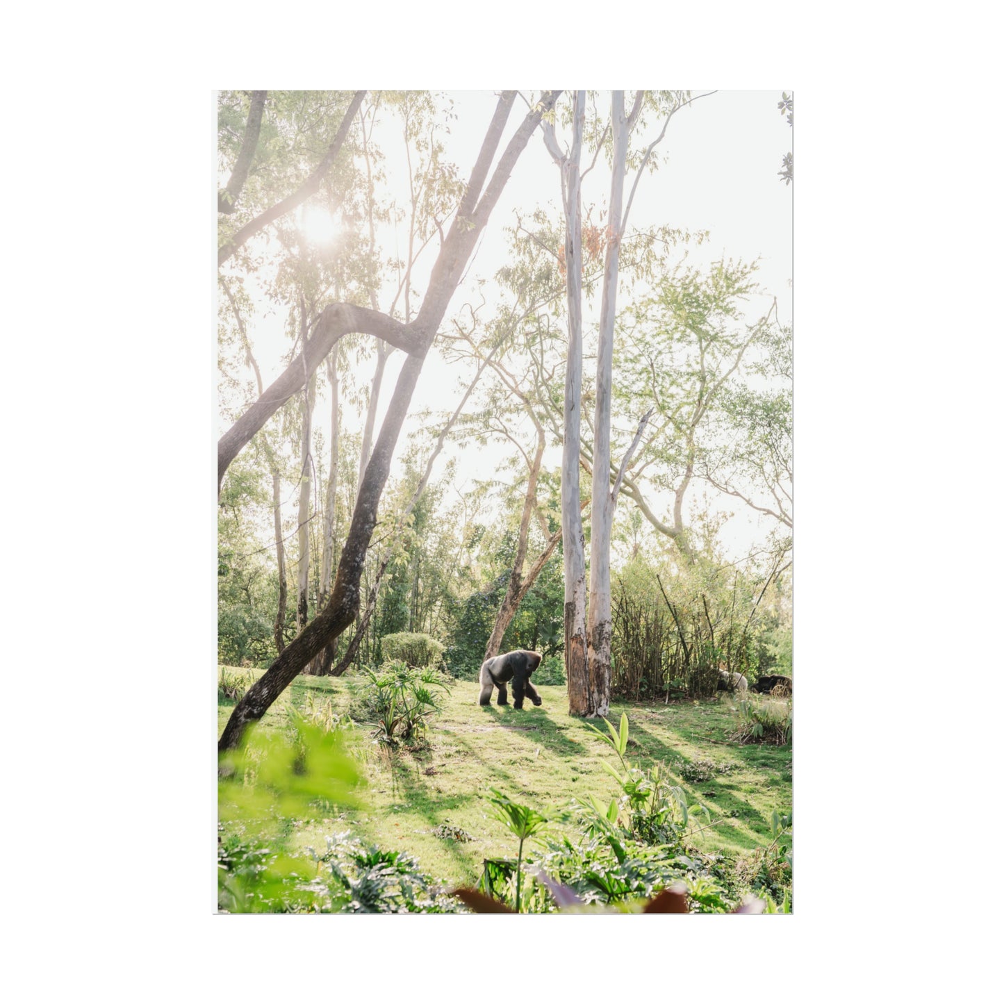 Magical Gorilla - Unframed Print