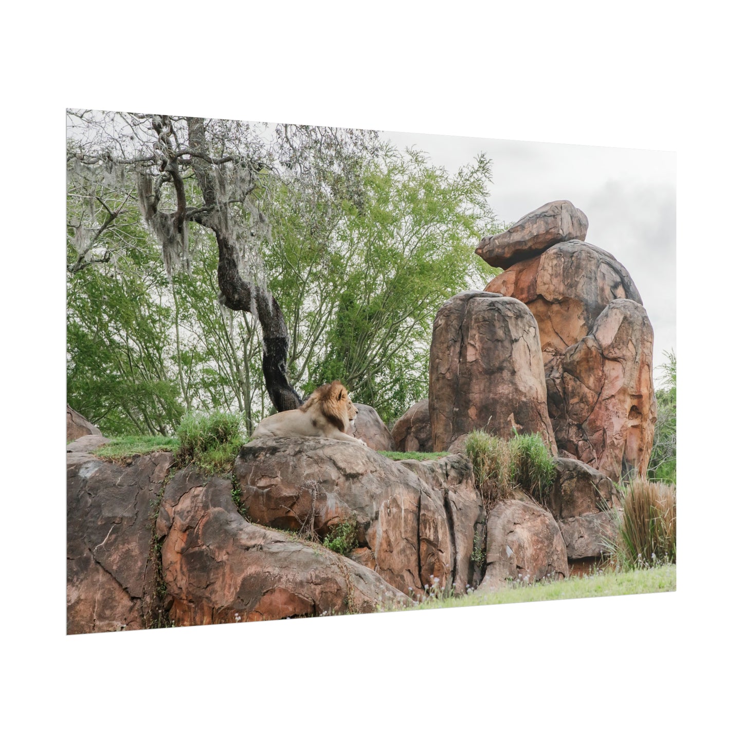 King of the Jungle - Unframed Print