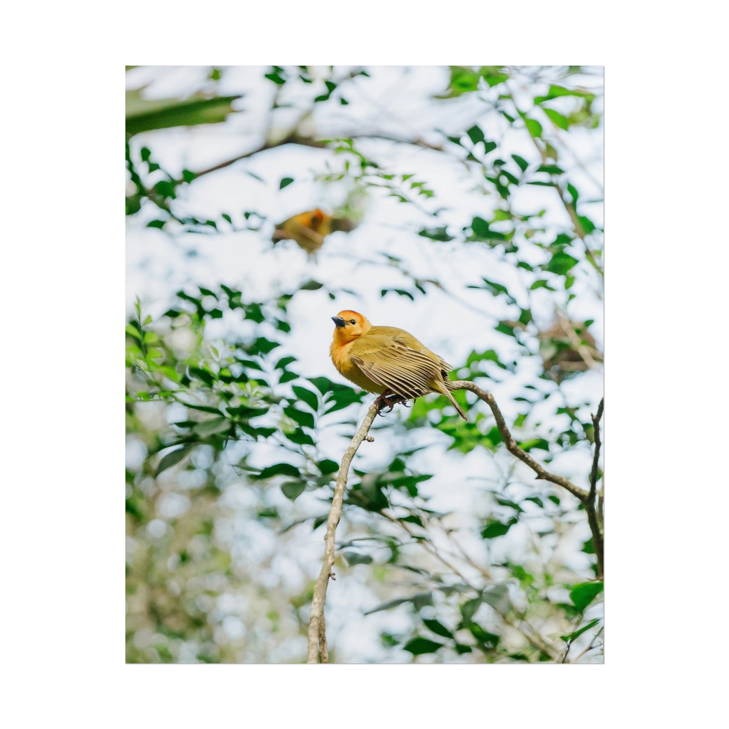 Serene Yellow - Unframed Print