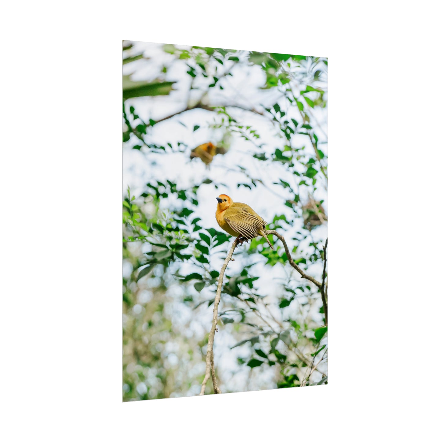 Serene Yellow - Unframed Print