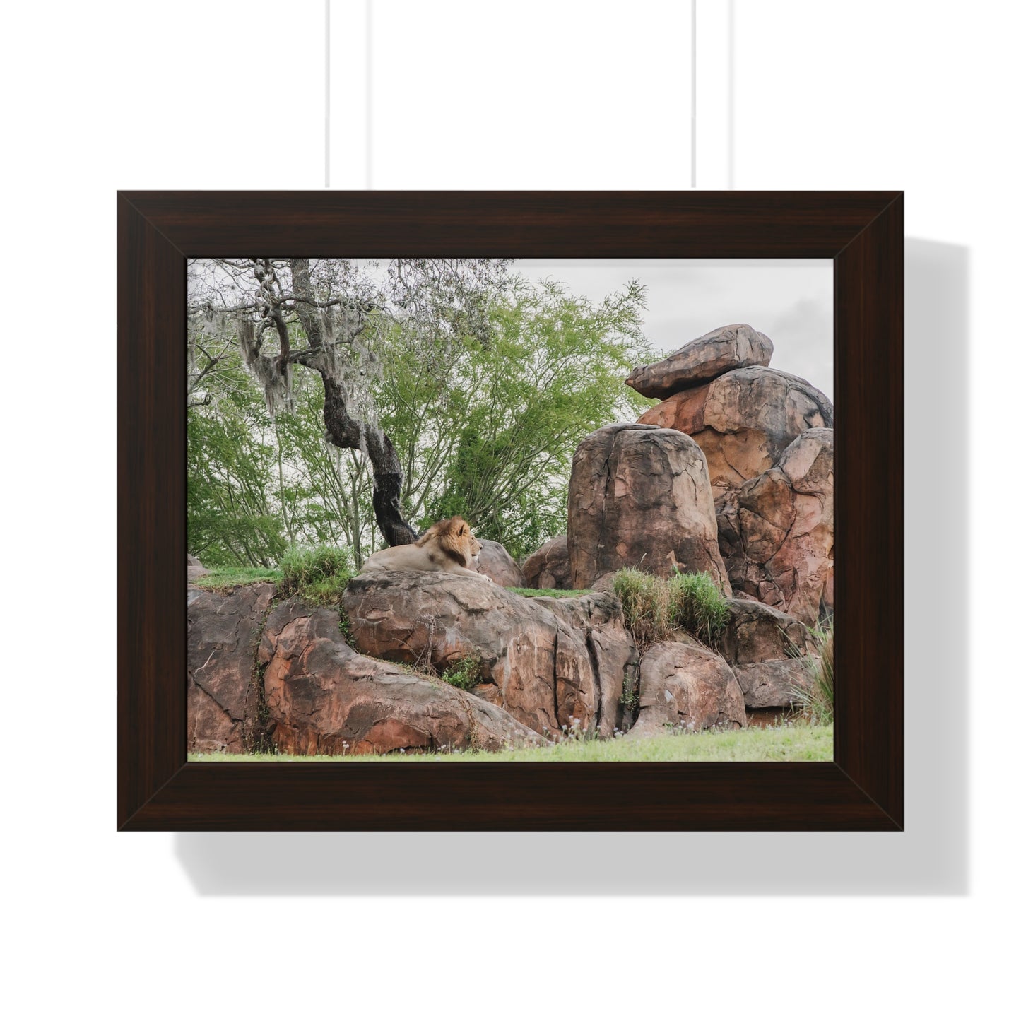 King of the Jungle - Framed Print