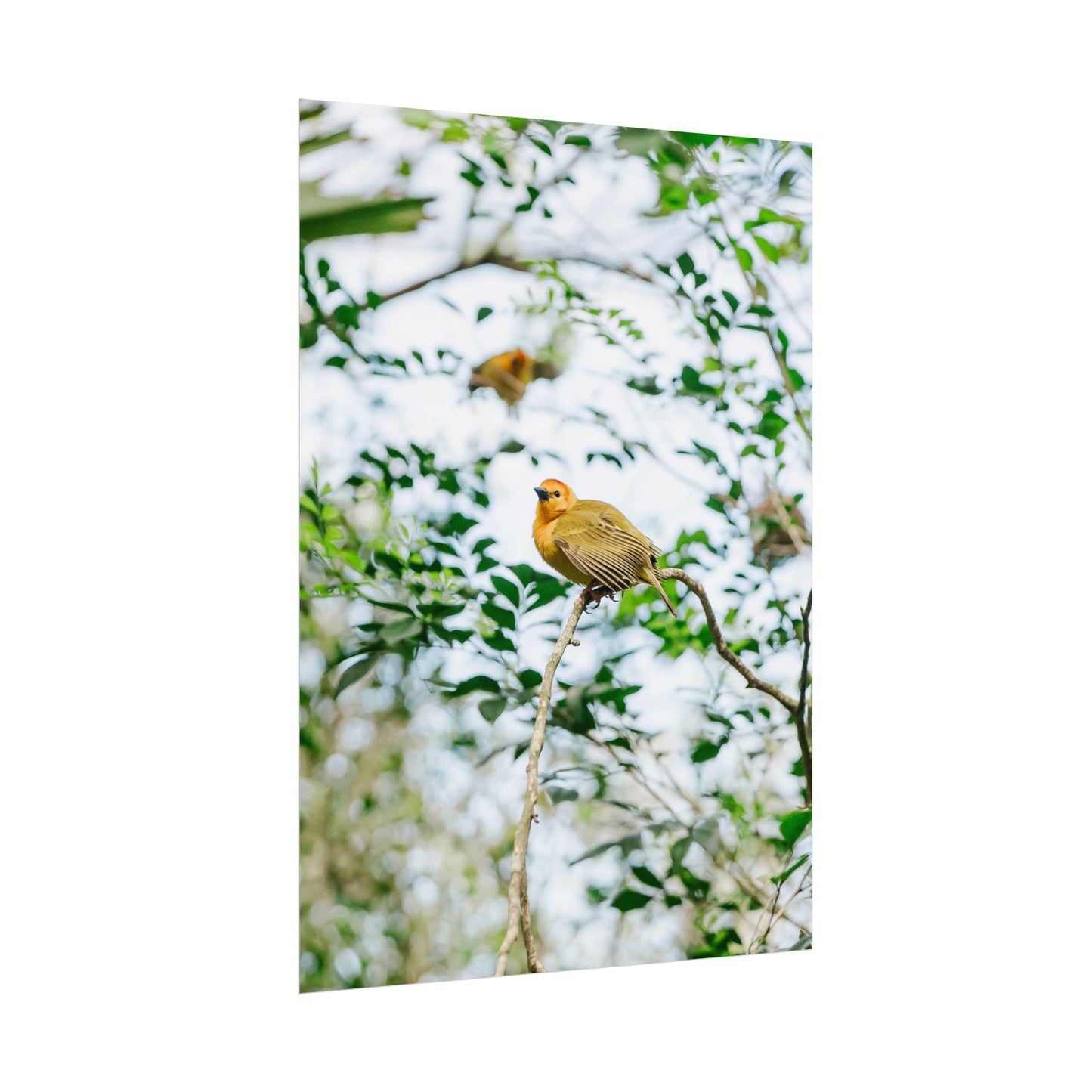 Serene Yellow - Unframed Print