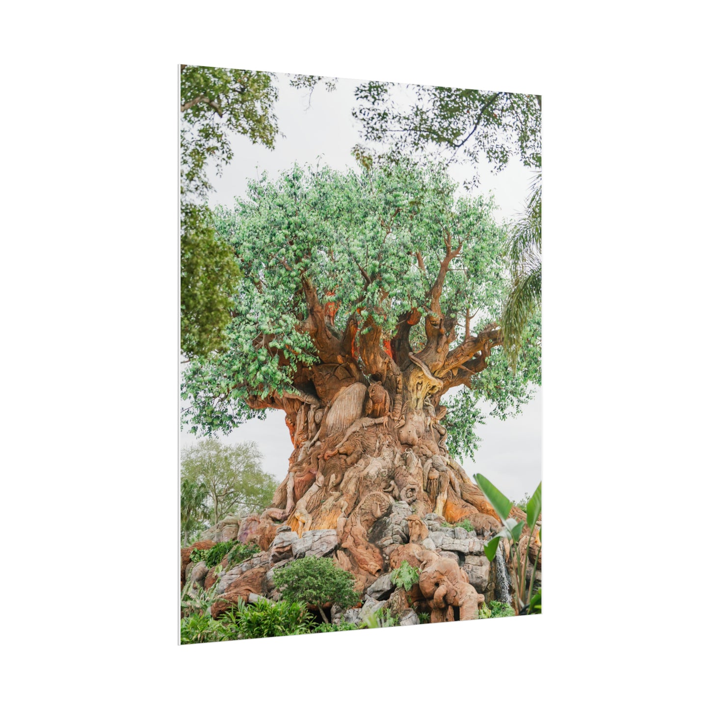 Tree of Life - Unframed Print