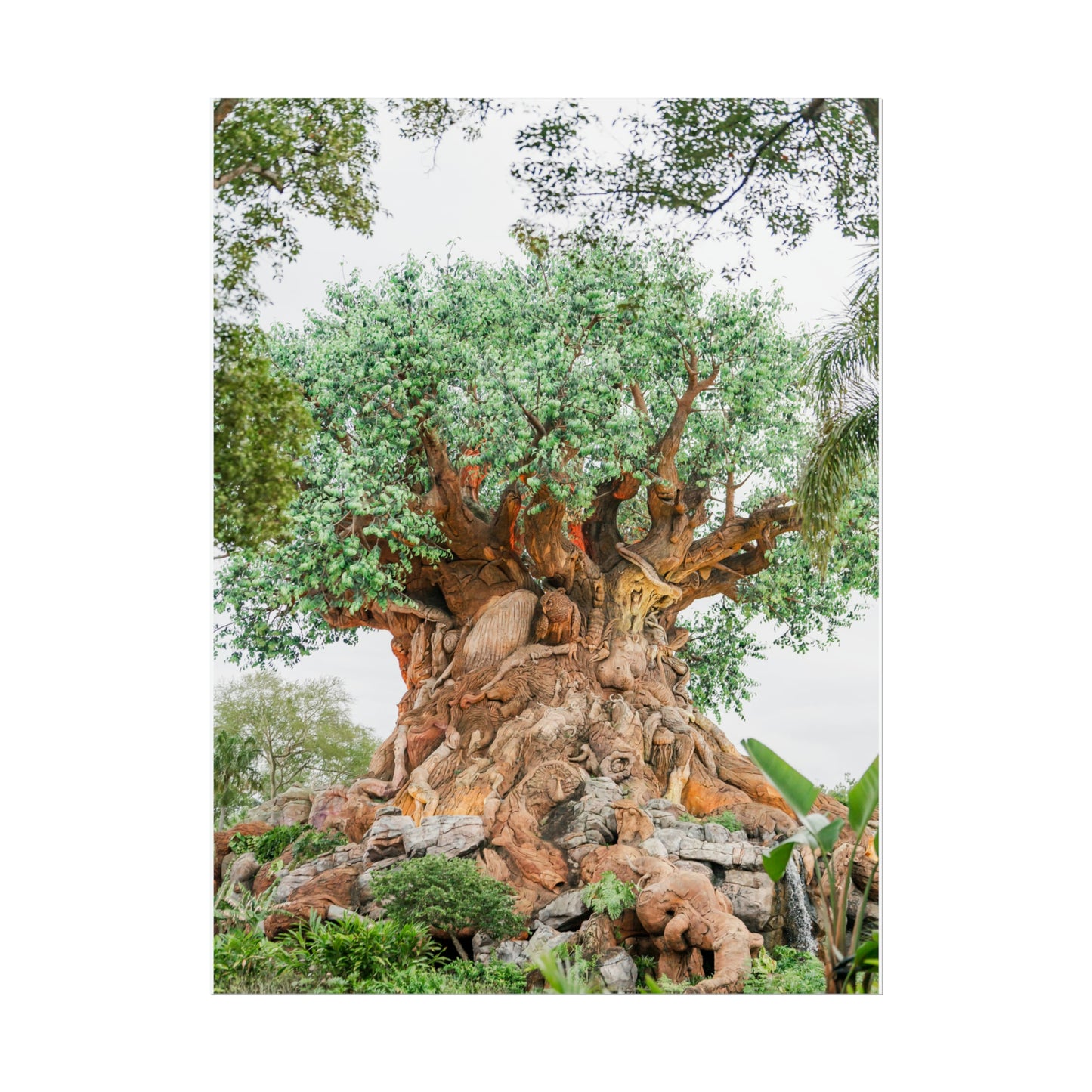 Tree of Life - Unframed Print