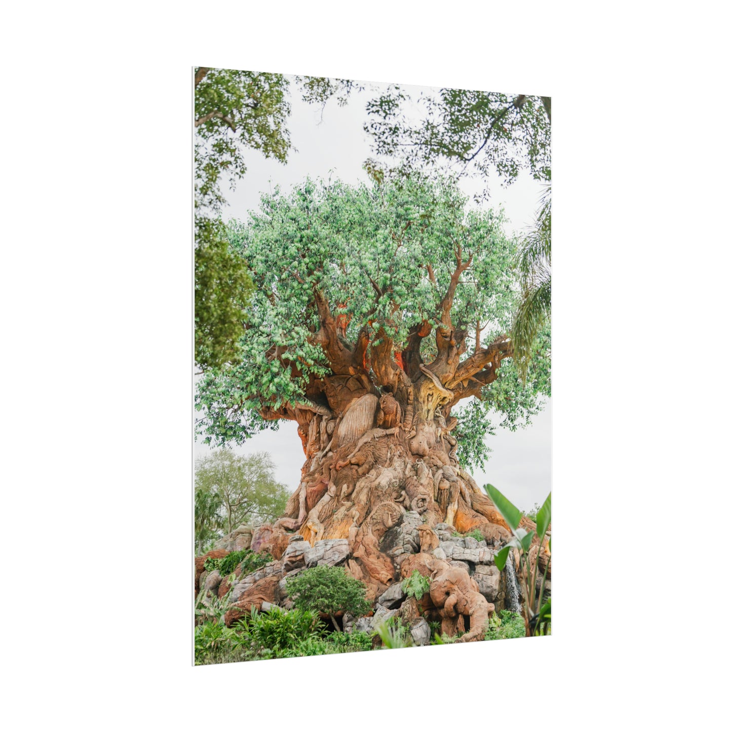 Tree of Life - Unframed Print