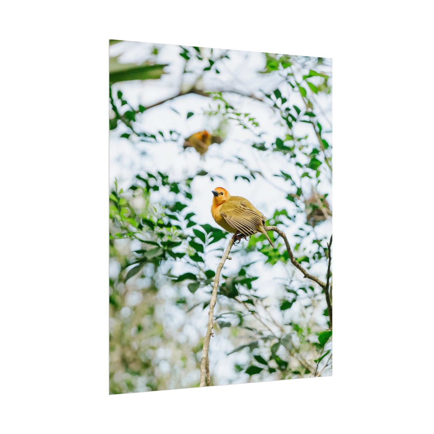 Serene Yellow - Unframed Print