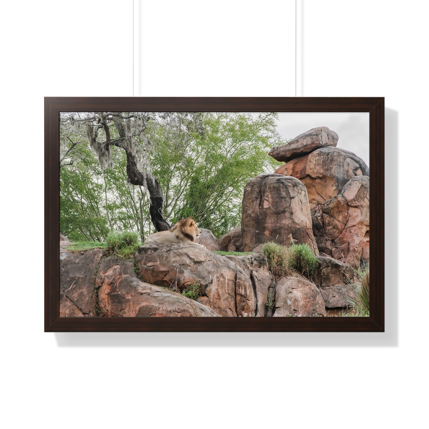 King of the Jungle - Framed Print