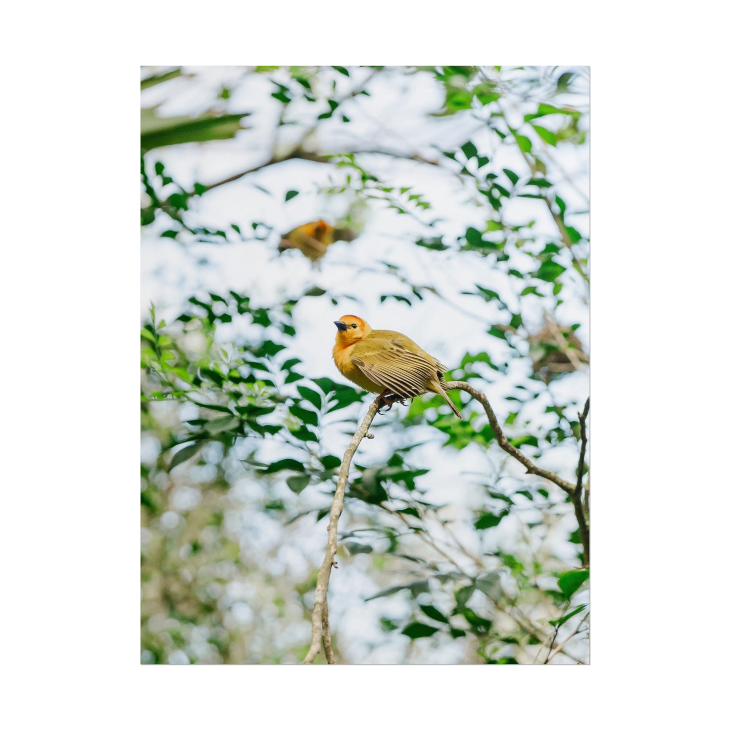 Serene Yellow - Unframed Print