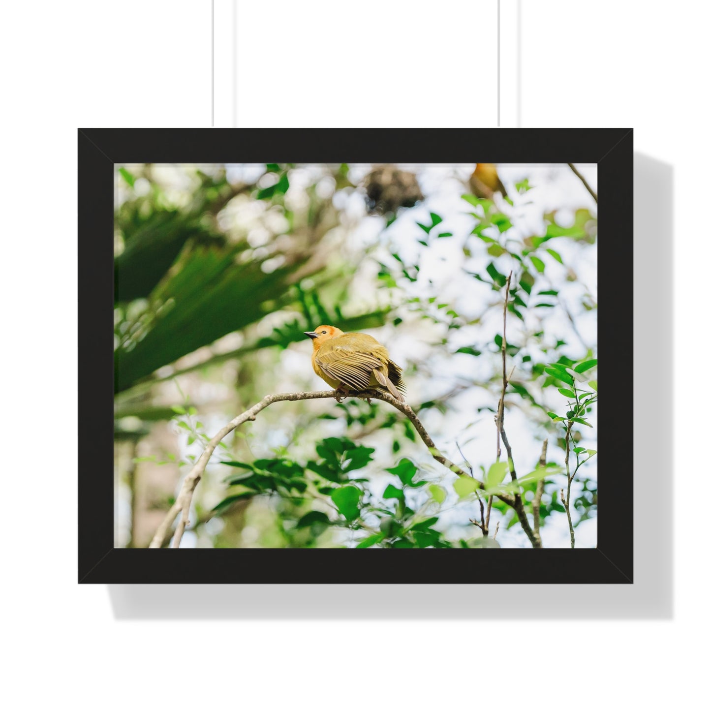 Magical Taveta Weaver - Framed Print