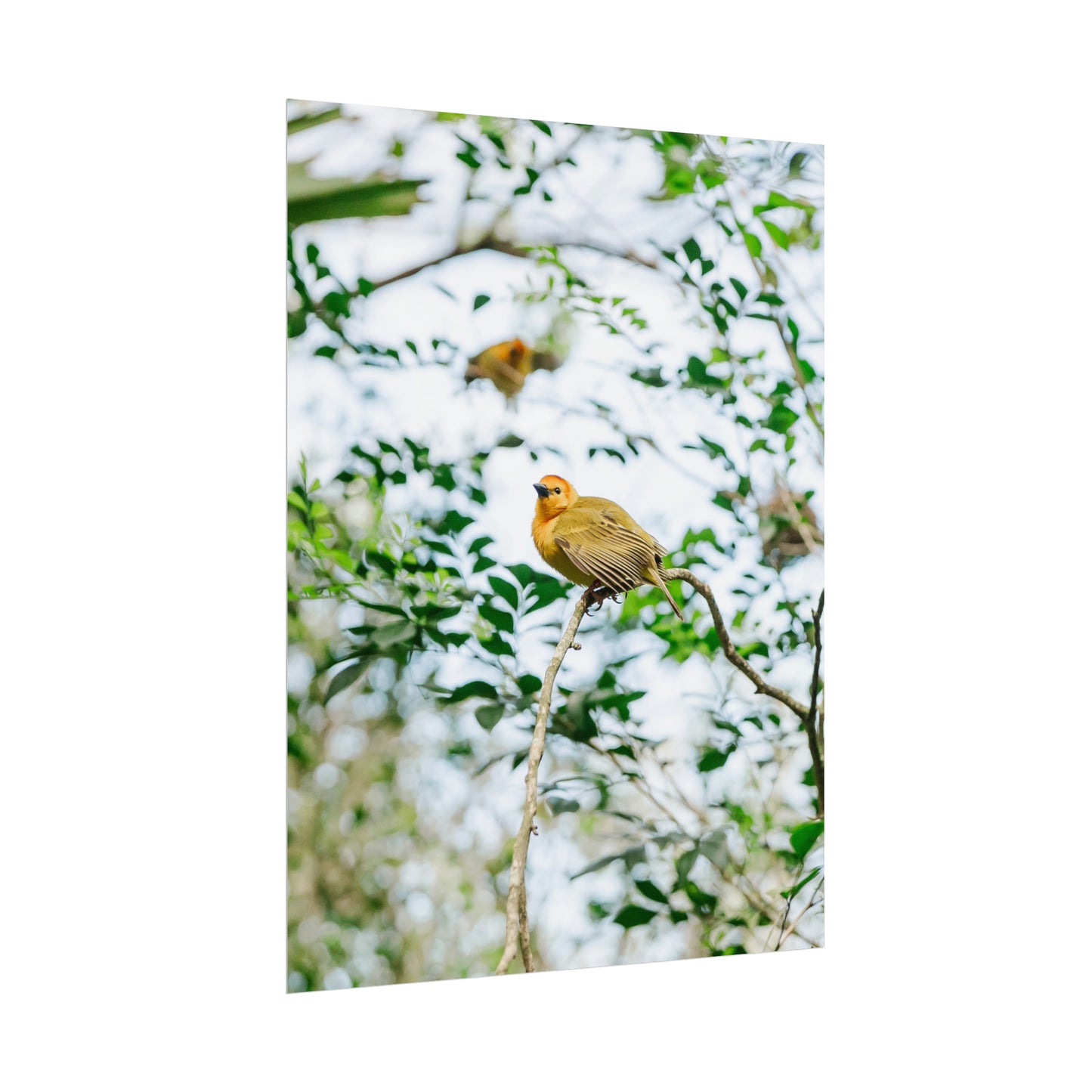 Serene Yellow - Unframed Print