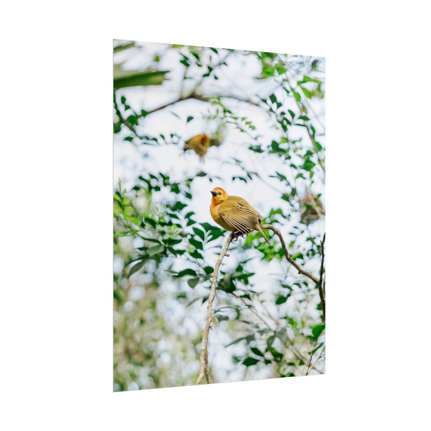 Serene Yellow - Unframed Print