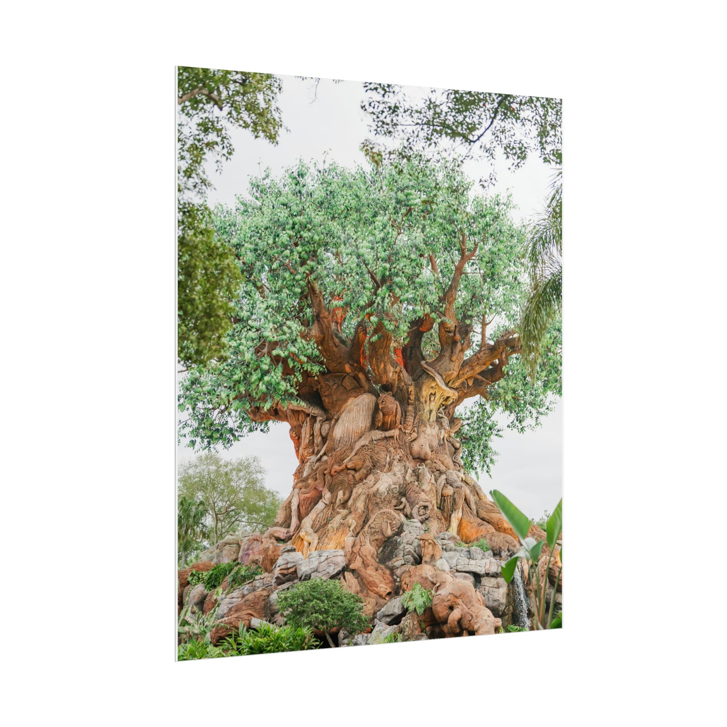 Tree of Life - Unframed Print