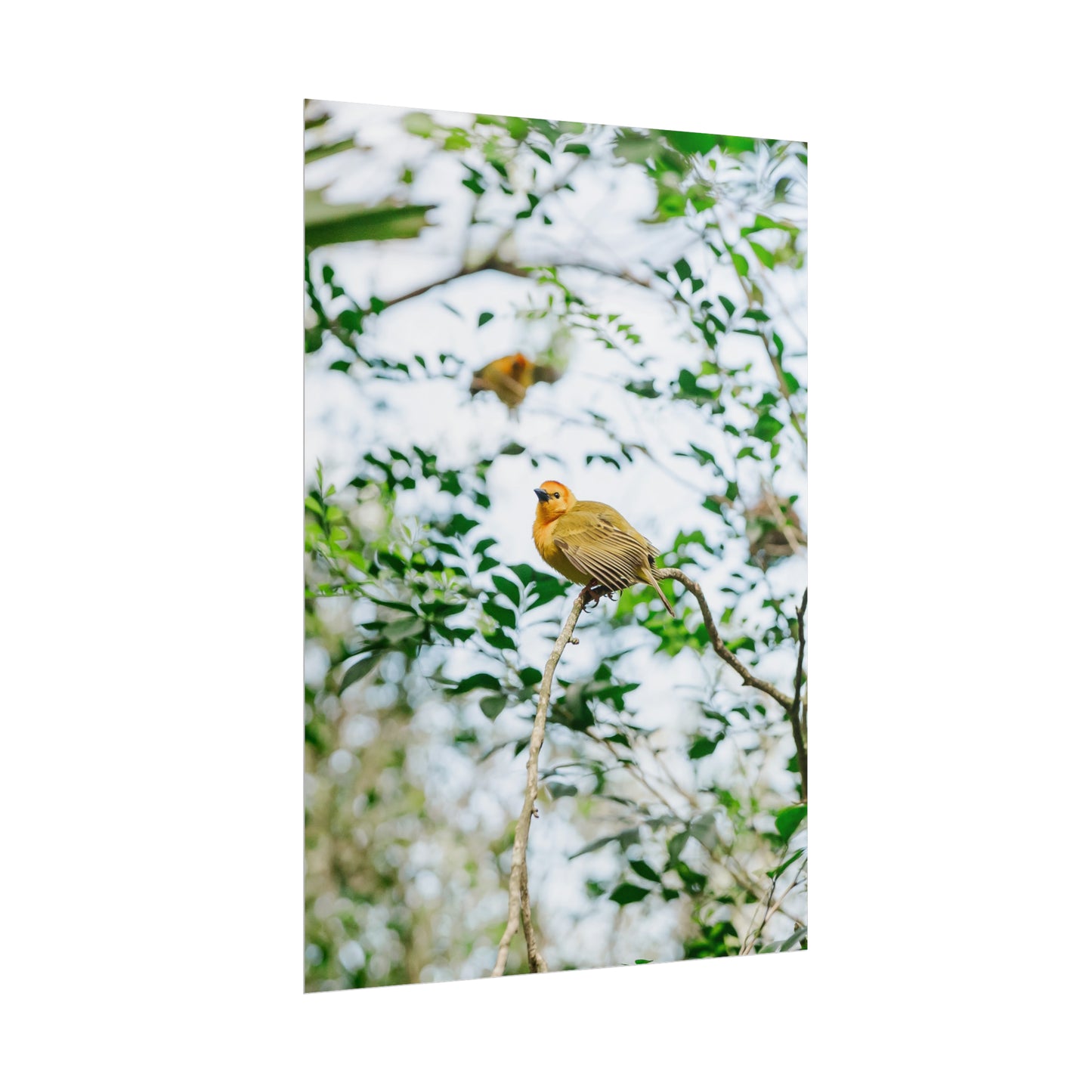 Serene Yellow - Unframed Print