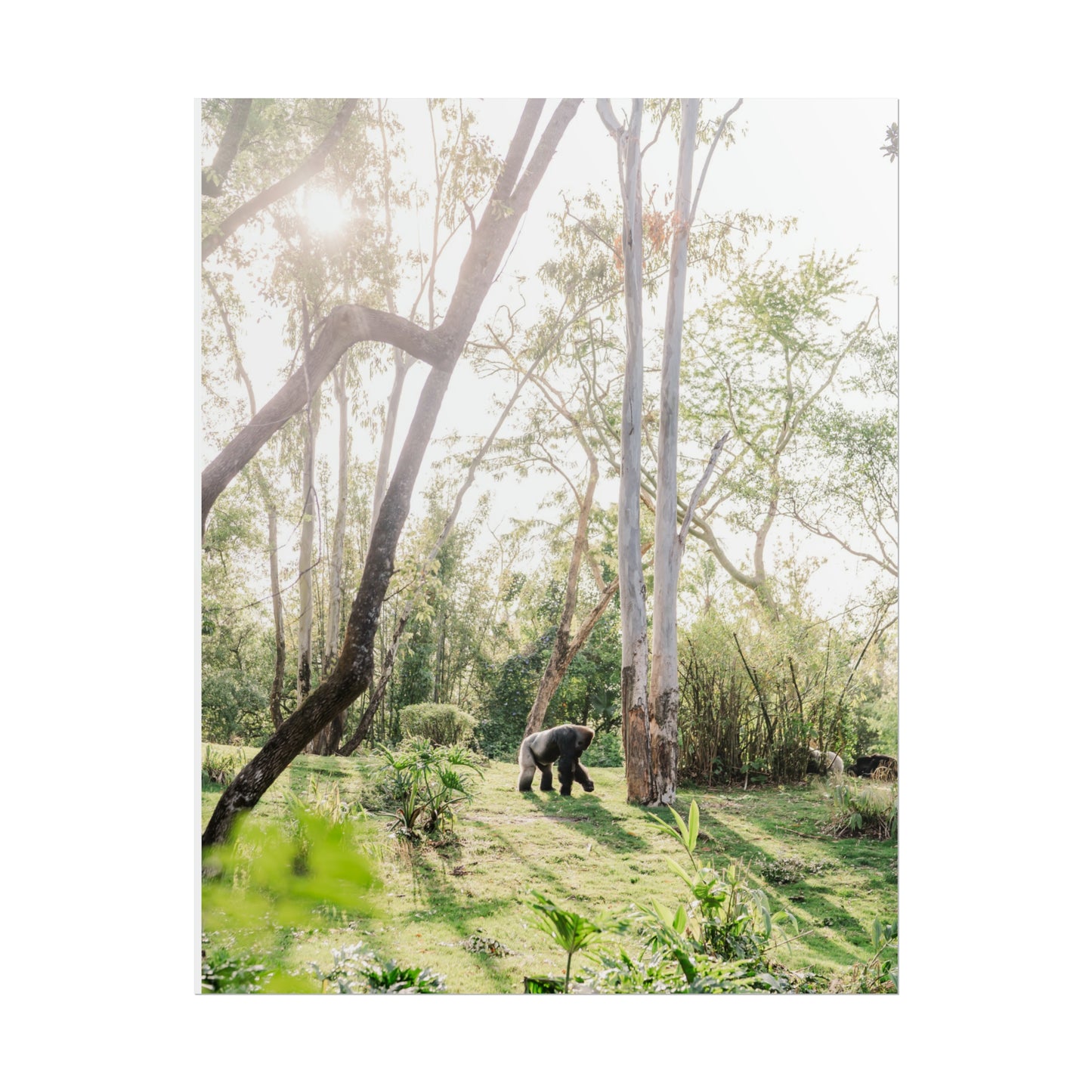 Magical Gorilla - Unframed Print