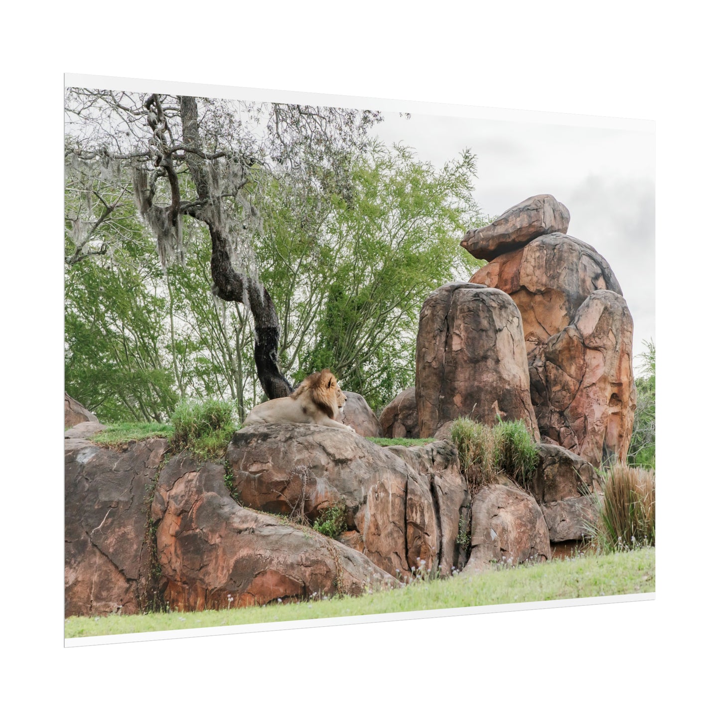 King of the Jungle - Unframed Print