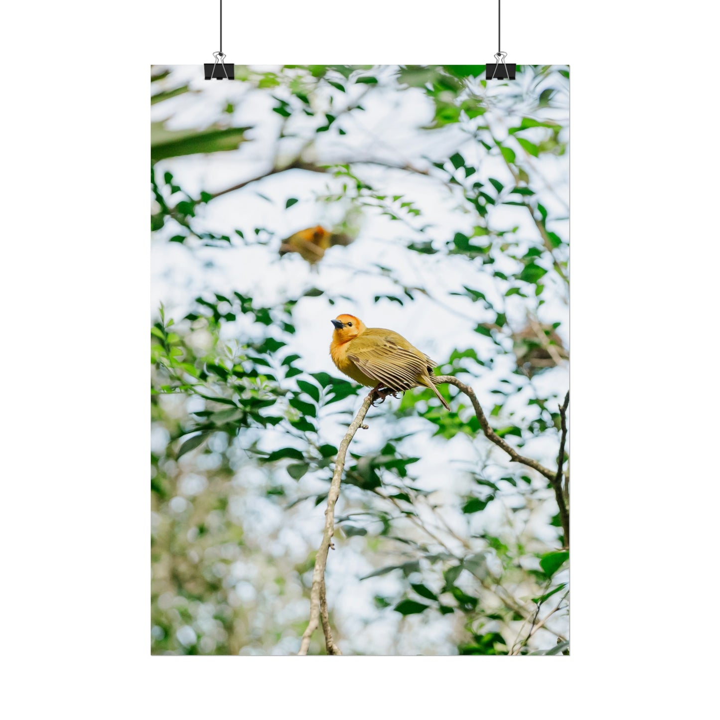 Serene Yellow - Unframed Print