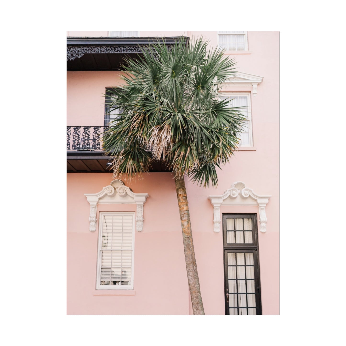 Charleston South Carolina Pink Palmetto - Unframed Print