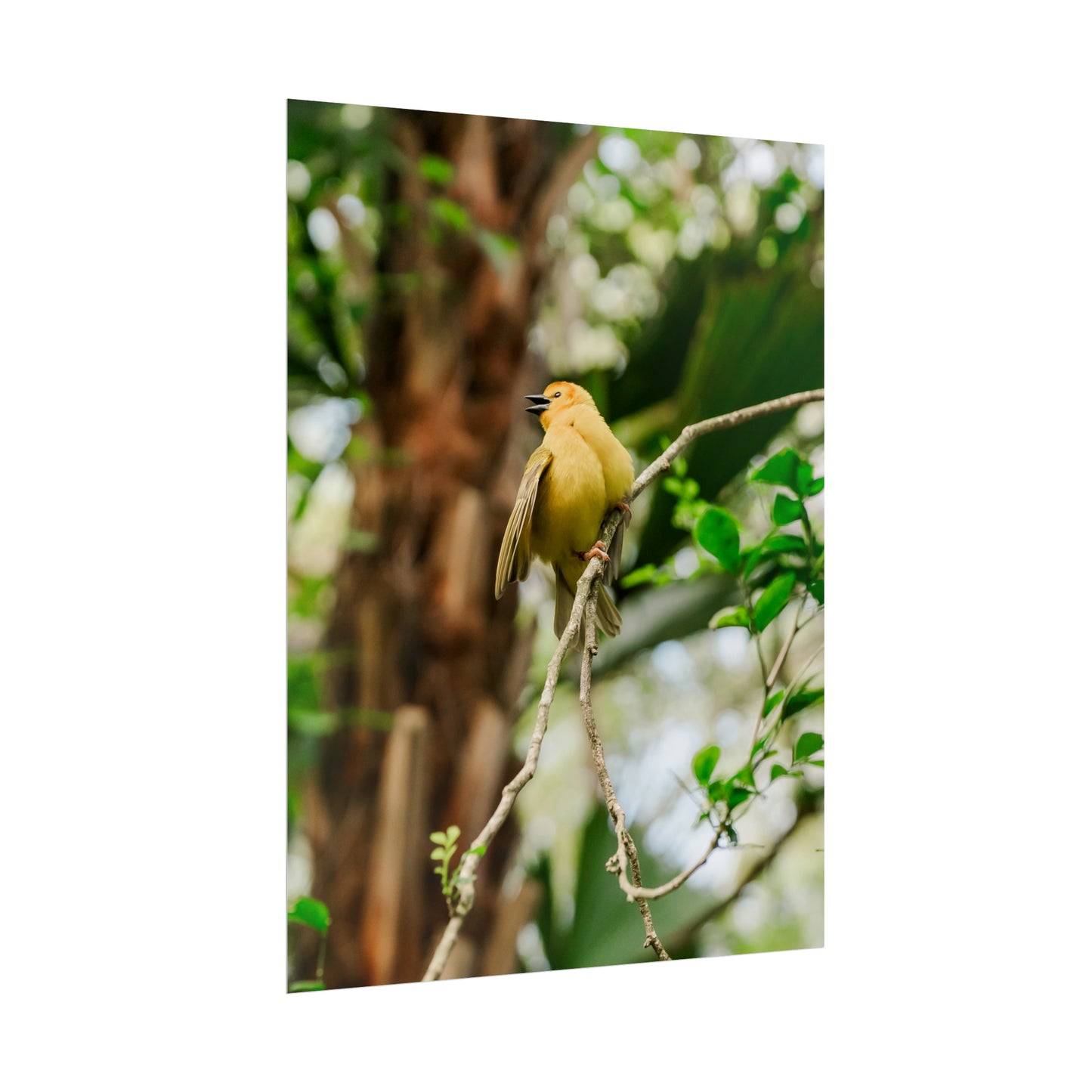 Pretty Serene Yellow - Unframed Print