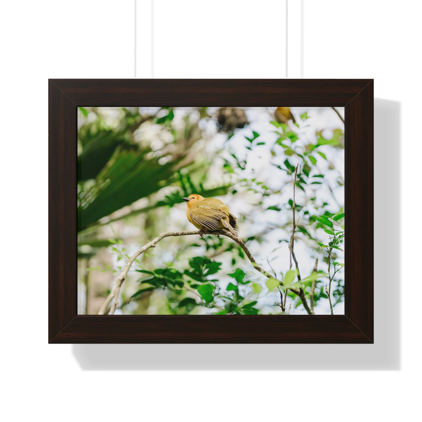 Magical Taveta Weaver - Framed Print