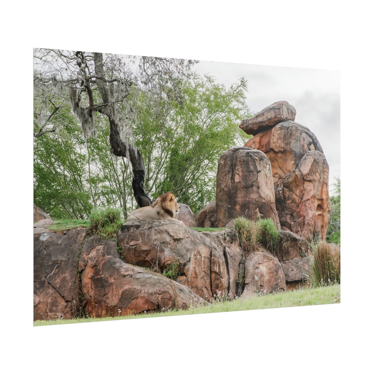 King of the Jungle - Unframed Print