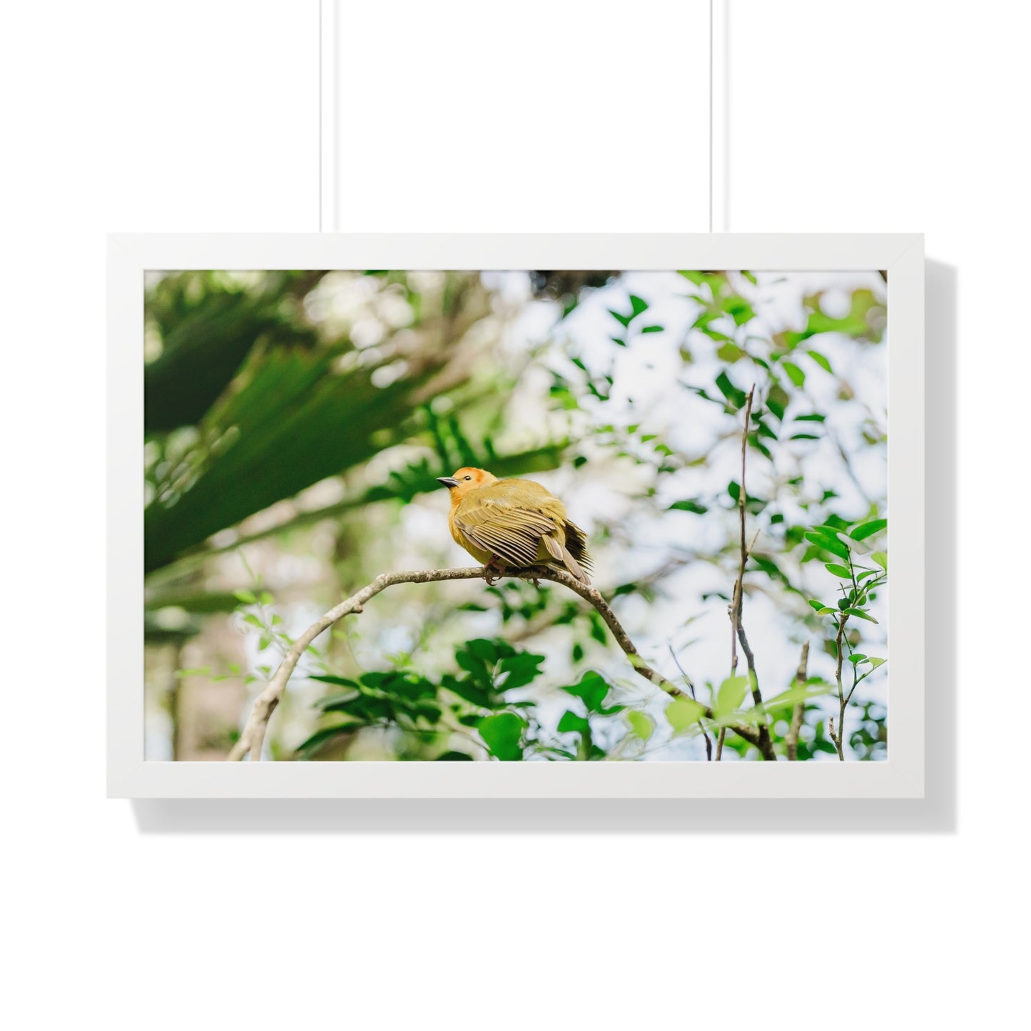 Magical Taveta Weaver - Framed Print