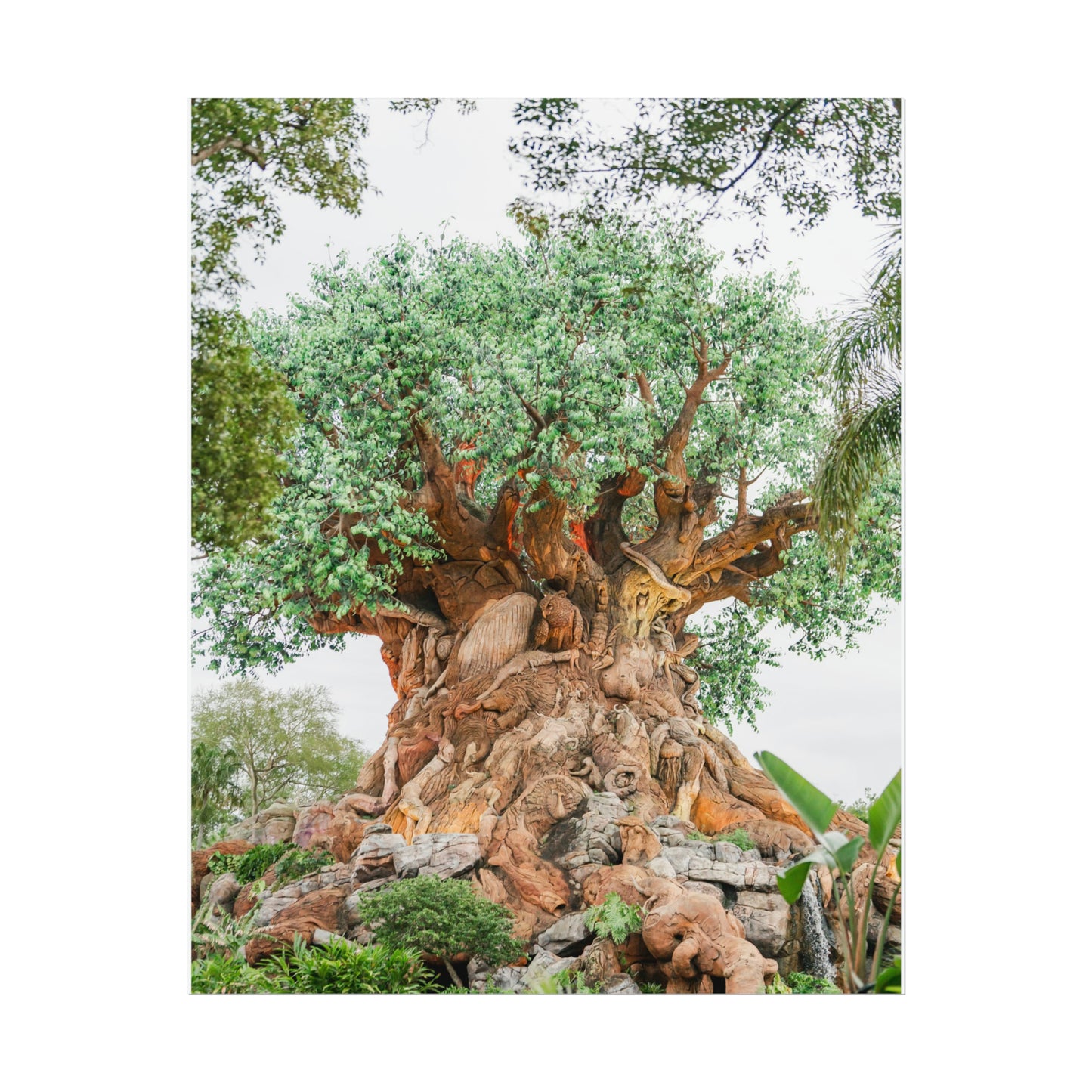 Tree of Life - Unframed Print