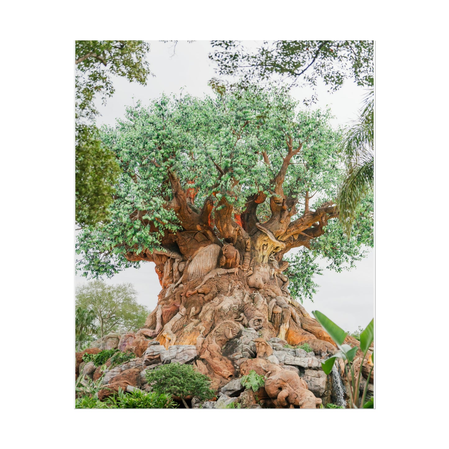 Tree of Life - Unframed Print