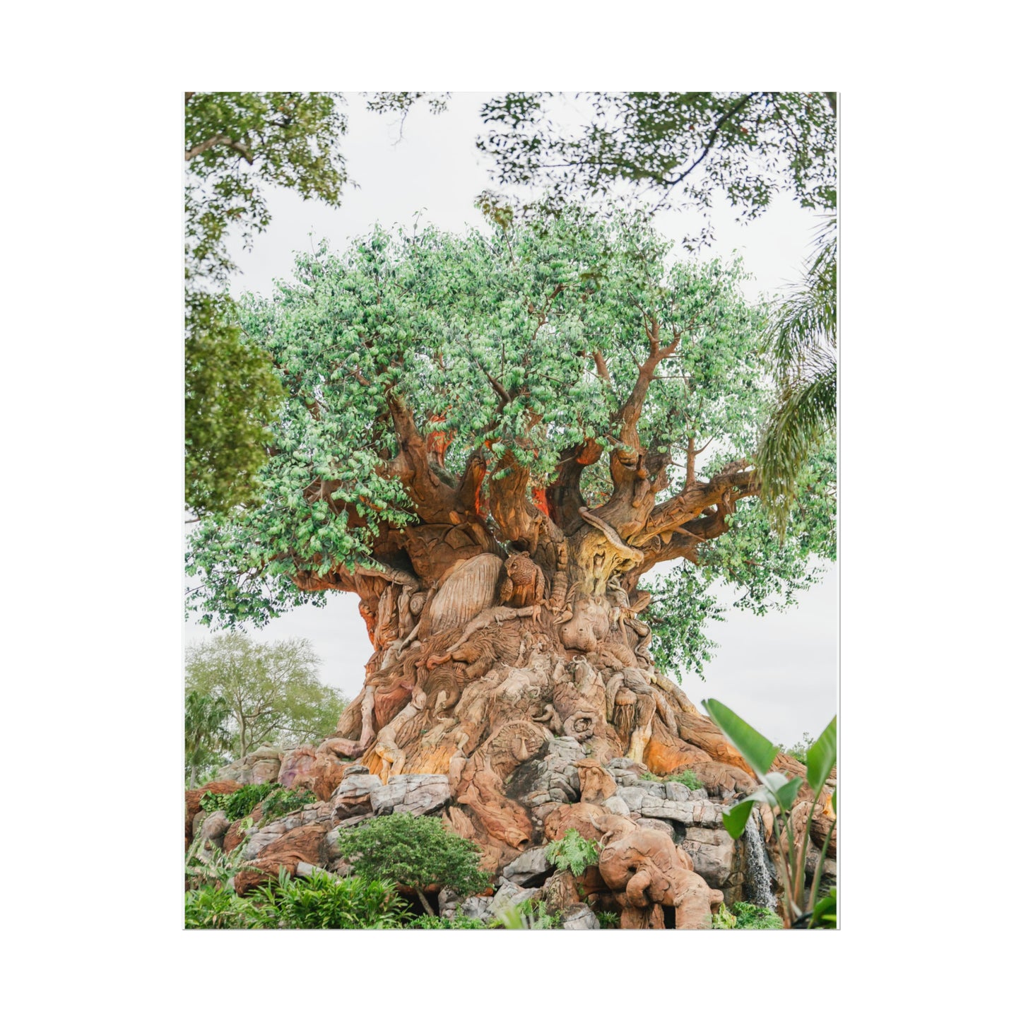 Tree of Life - Unframed Print