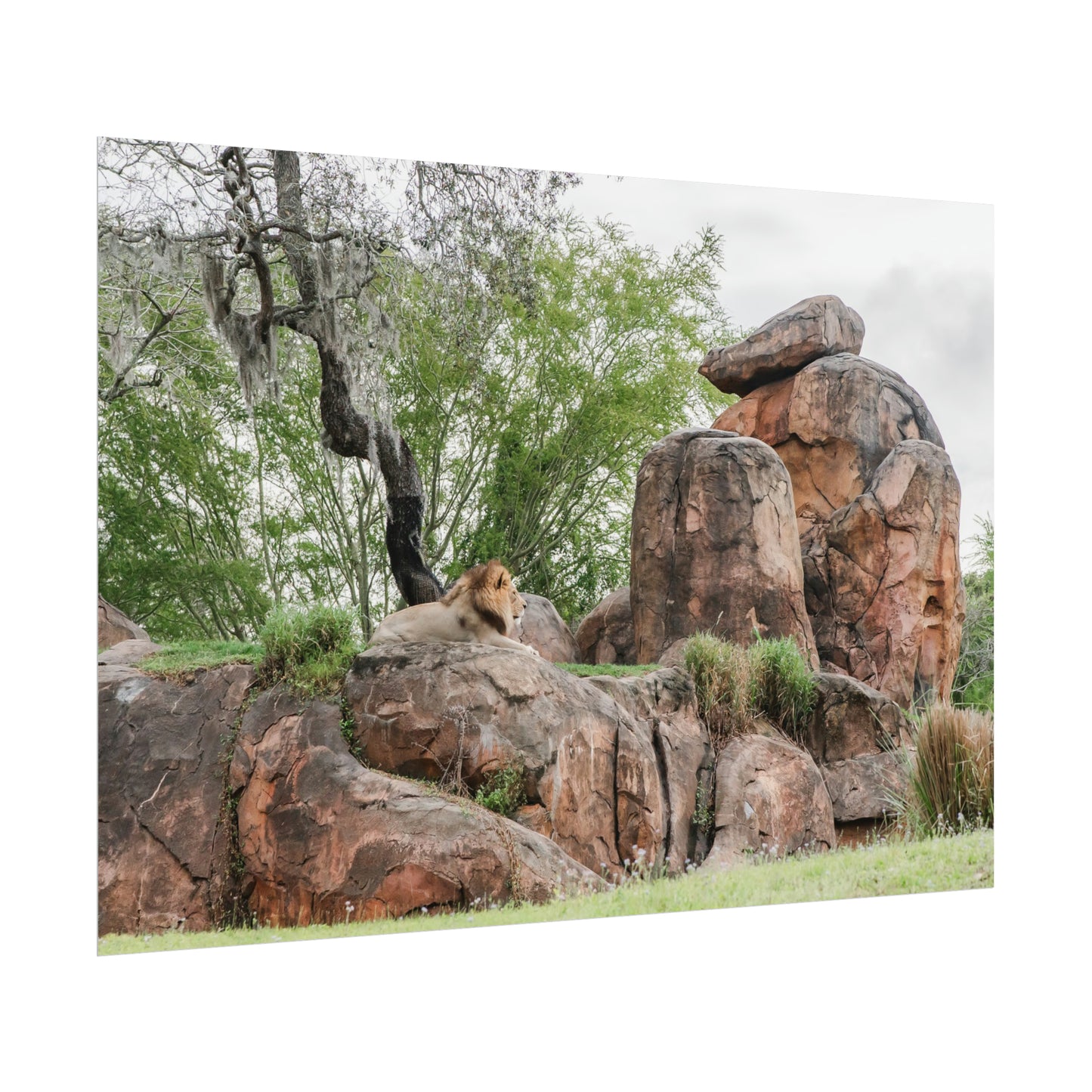 King of the Jungle - Unframed Print