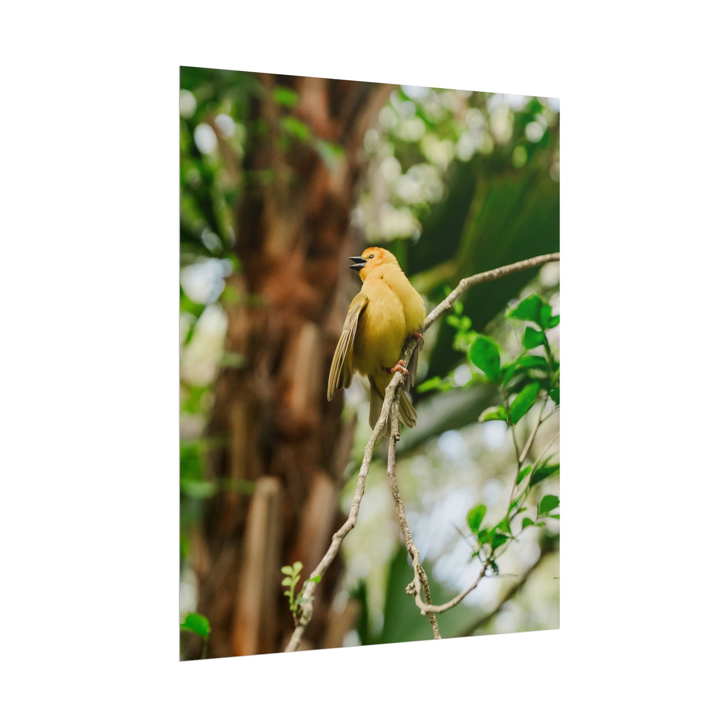 Pretty Serene Yellow - Unframed Print