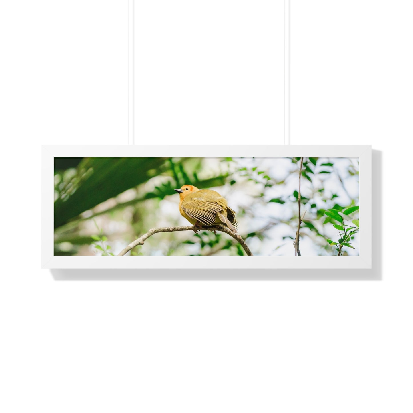 Magical Taveta Weaver - Framed Print