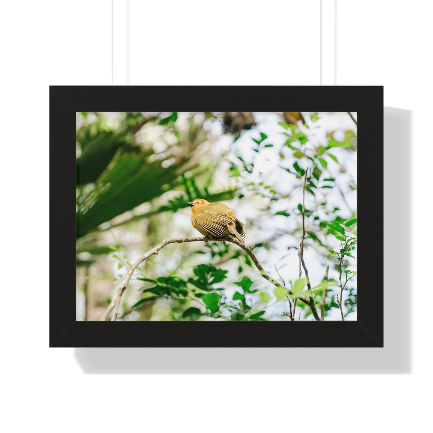 Magical Taveta Weaver - Framed Print