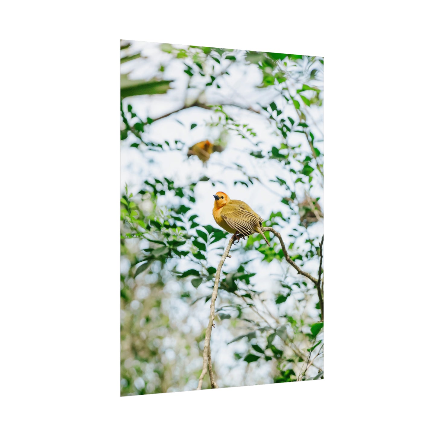 Serene Yellow - Unframed Print