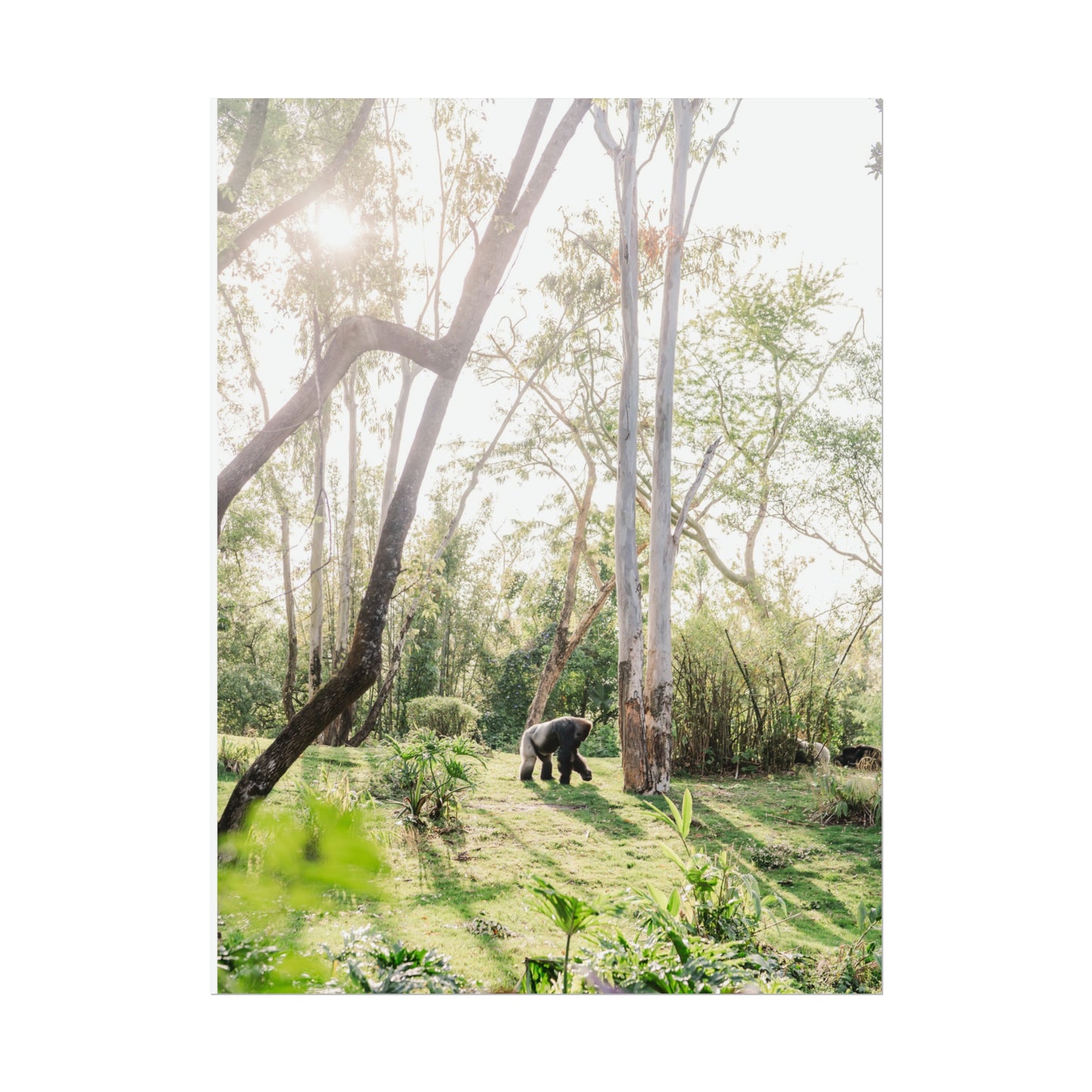 Magical Gorilla - Unframed Print