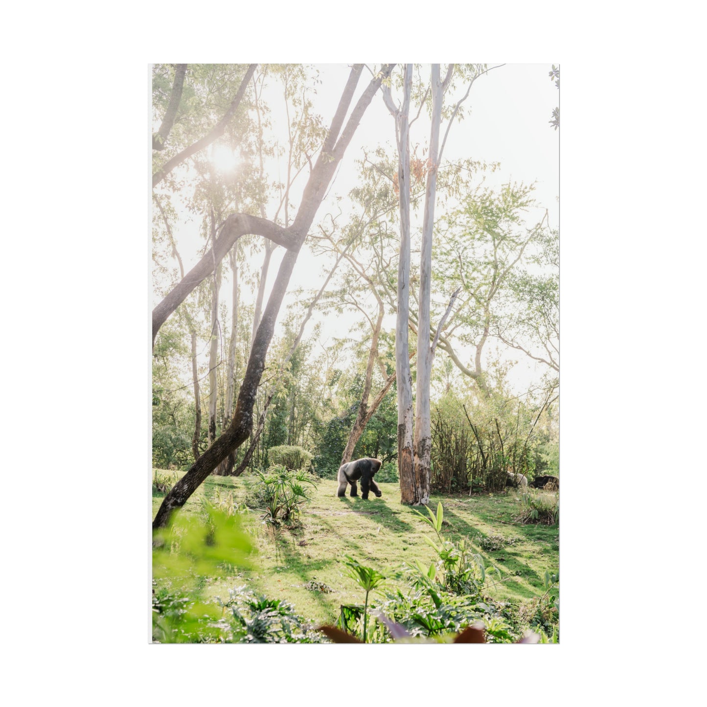 Magical Gorilla - Unframed Print