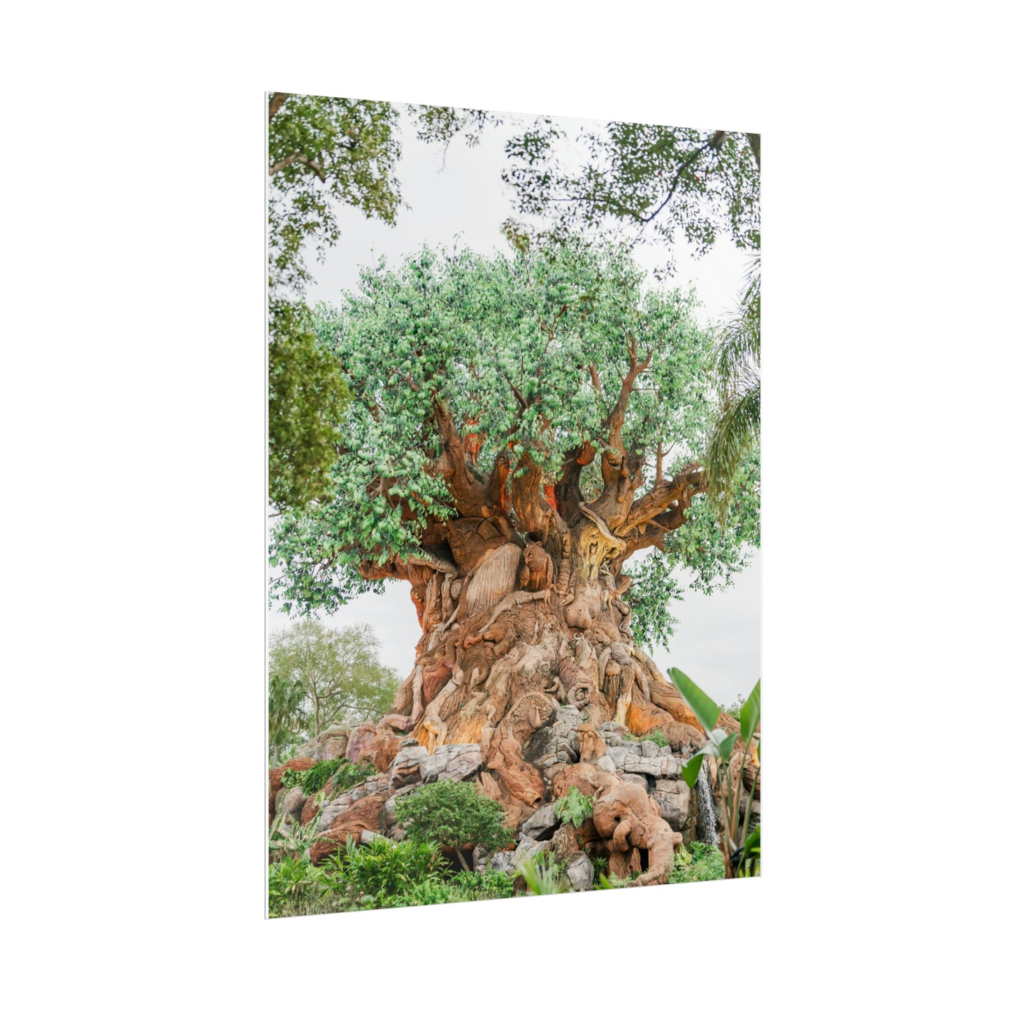 Tree of Life - Unframed Print